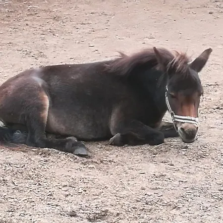 505 Heuboden Grömitz