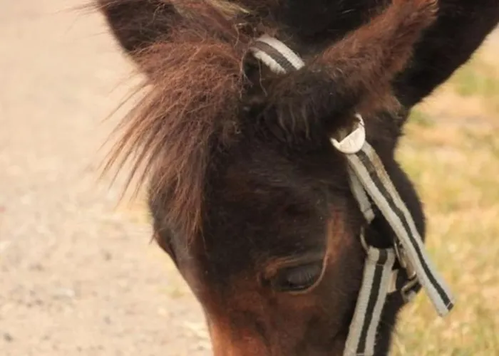 505 Heuboden Grömitz