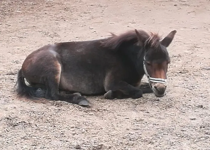 505 Heuboden Grömitz