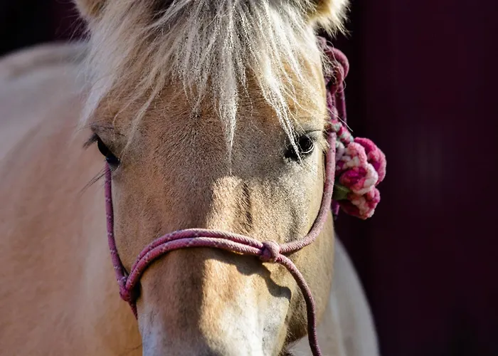 Appartement 505 Heuboden *