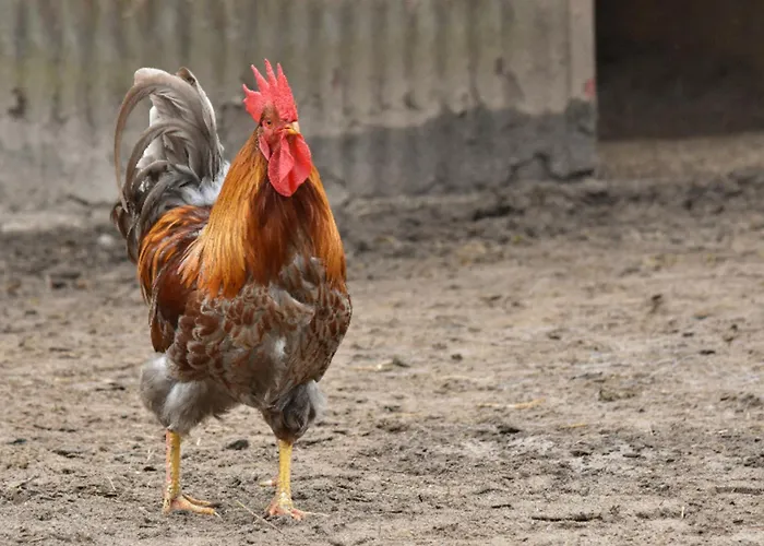 505 Heuboden Appartement *