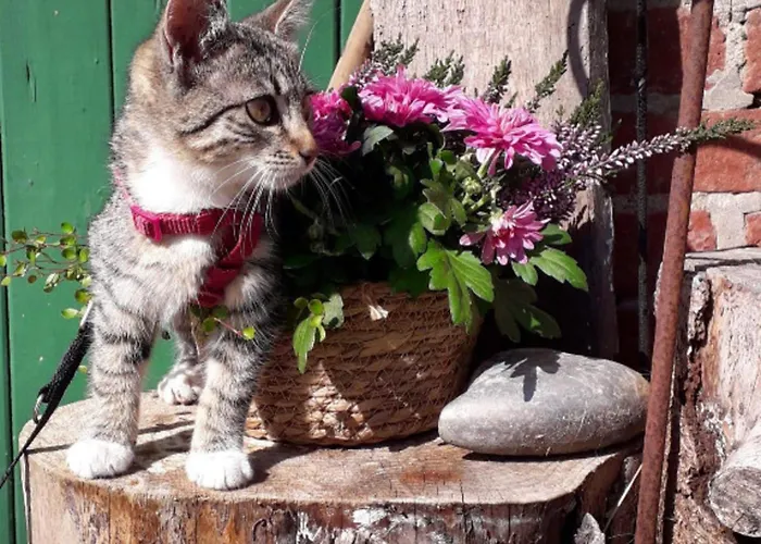 505 Heuboden * Grömitz